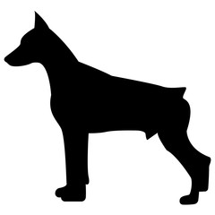 Vector image of dog silhouette of Doberman breed on white background