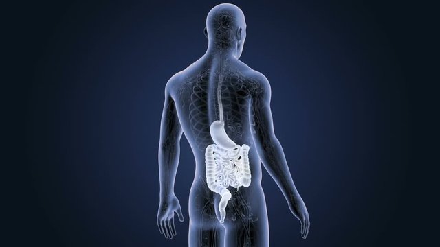 Stomach and Intestine 