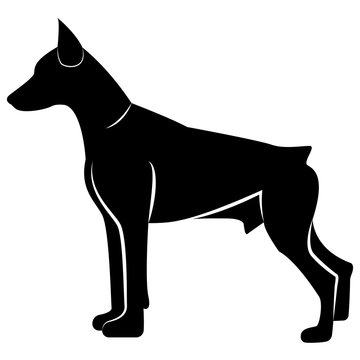 Vector image of dog silhouette of Doberman breed on white background