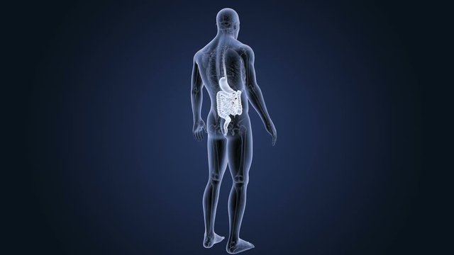 Stomach and Intestine with Anatomy