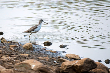 Common greenshank or Tringa nebularia