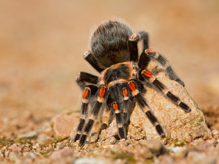Brachypelma auratum (also called Mexican flame knee) is a tarantula endemic to the regions of Guerrero and Michoacán in Mexico.