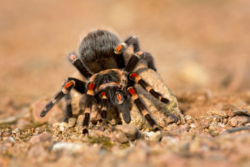 Brachypelma auratum (also called Mexican flame knee) is a tarantula endemic to the regions of Guerrero and Michoacán in Mexico.