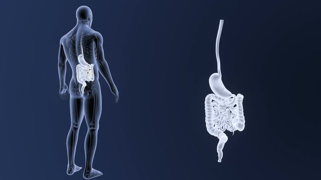 Stomach and Intestine zoom with Skeleton