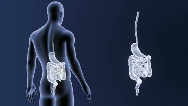 Stomach and Intestine zoom with Body