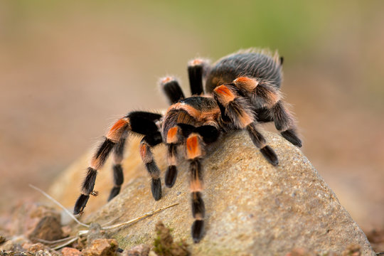 Brachypelma auratum (also called Mexican flame knee) is a tarantula endemic to the regions of Guerrero and Michoacán in Mexico.