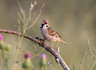 European tree sparrow on blurry light green background