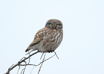 Adult little owl sits on the top of a tree against the background of a blurry blurred sky