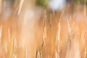 Fototapeta premium Grass flowers and sunlight , wallpaper background