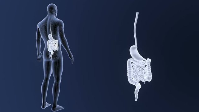 Stomach and Intestine zoom with CS
