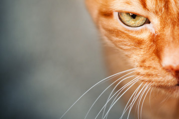 Beautiful muzzle of a red cat close-up, old wise cat with big green eyes, emotion of pets,...