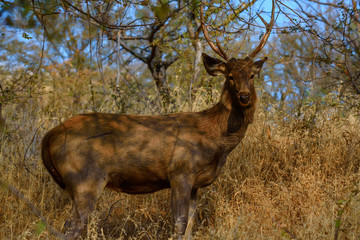 Sambar deer in wild nature
