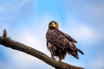 Steppe eagle or Aquila nipalensis sits on a tree