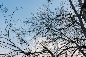 tree branch silhouette
