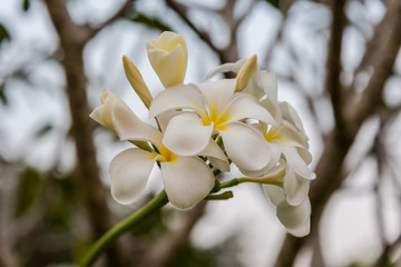 white frangipani flowers
