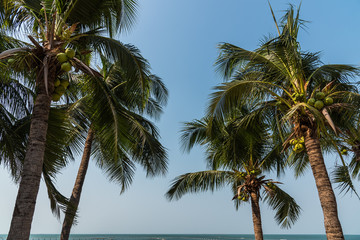 Fototapeta na wymiar Palm tree and sea