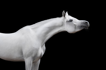 Portrait of a gray arabian horse on black background isolated