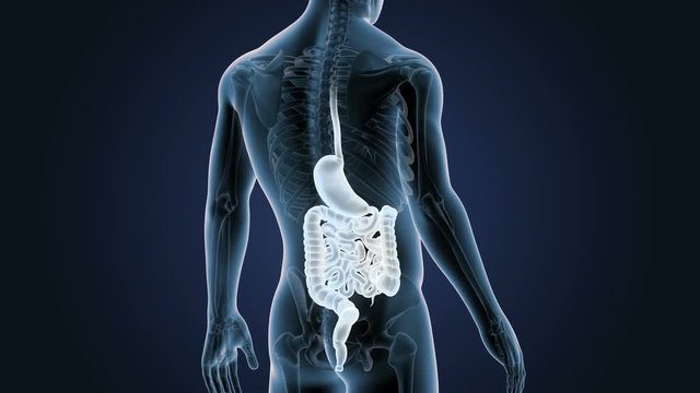 Stomach and Intestine with Skeleton Closeup