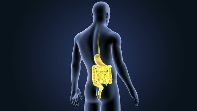 Stomach and Intestine with Body