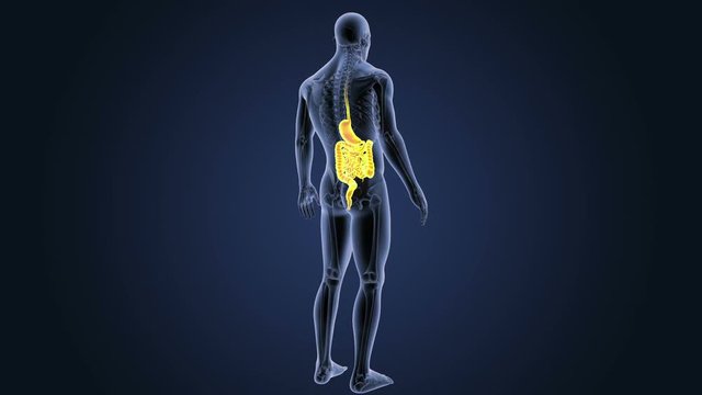 Stomach and Intestine with Skeleton