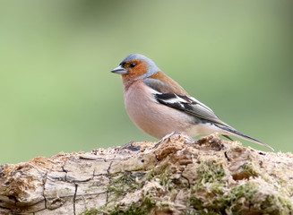 Close-up of a classic portrait of a male chaffinch on a blurred light green forest background