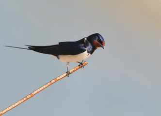 Barn Swallow sits on a thin wire against the background of a bright blue blurred sky