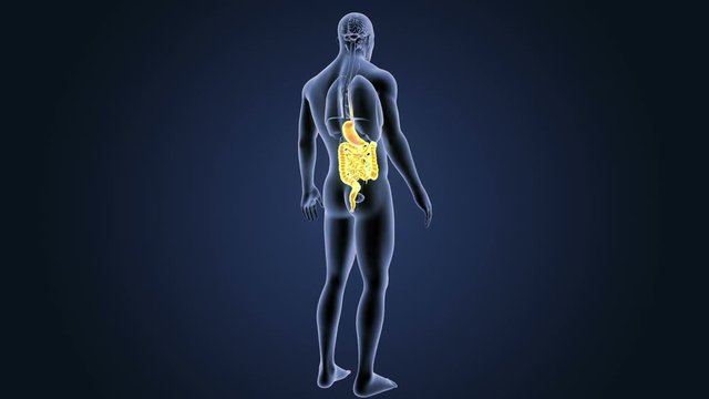 Stomach and Intestine with Organs
