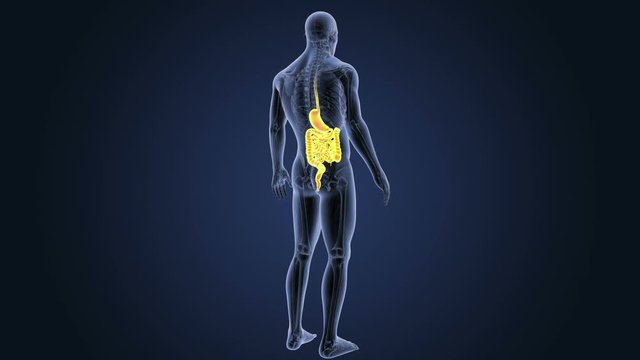 Stomach and Intestine with Anatomy