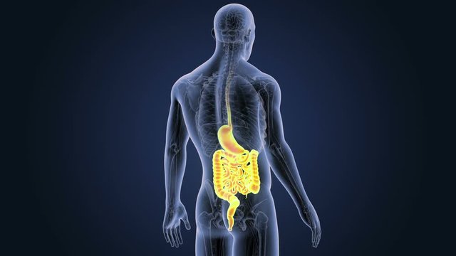 Stomach and Intestine with Anatomy