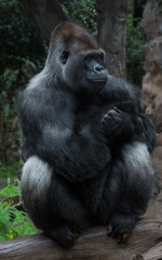 Gorilla waiting you