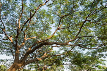 tree branch and full green leaf