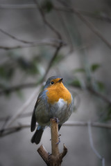 rouge-gorge