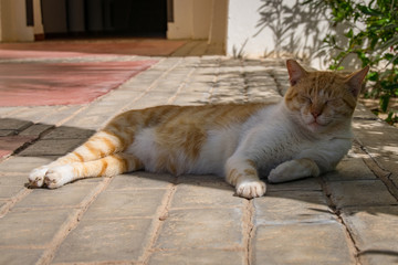 Ginger and white cat relaxing in shade