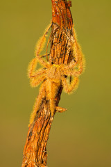 The Heteropoda davidbowie is distinguished by its large size and yellow hair, and is only found in...