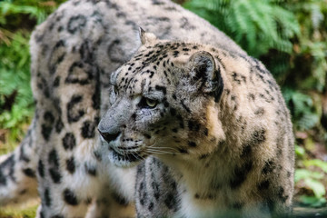 Snow Leopard