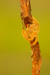 The Heteropoda davidbowie is distinguished by its large size and yellow hair, and is only found in parts of Malaysia. Bowie was apparently selected for the honour because of his musical contribution