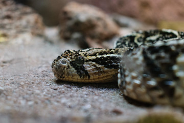 Resting Snake