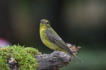 The green-backed flycatcher is a bird in the family Muscicapidae, which contains the Old World flycatchers.