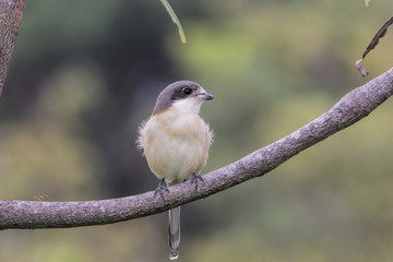 The grey-backed shrike is a species of bird in the family Laniidae. It is found in Bangladesh, India, Nepal, Bhutan, China and Yunnan. Among the shrikes, they breed at the highest altitude.