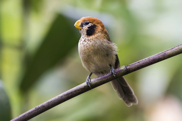 The spot-breasted parrotbill (Paradoxornis guttaticollis) is a species of bird in the Sylviidae family. It is found in Bangladesh, China, India, Laos, Myanmar, Thailand, and Vietnam.