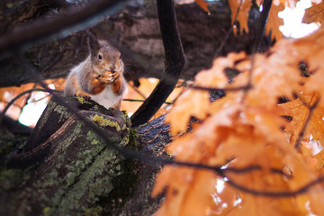 Squirrel gnaws an acorn on an oak tree in rainy weather, autumn mood, selective focus.