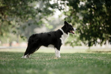 Standing border collie