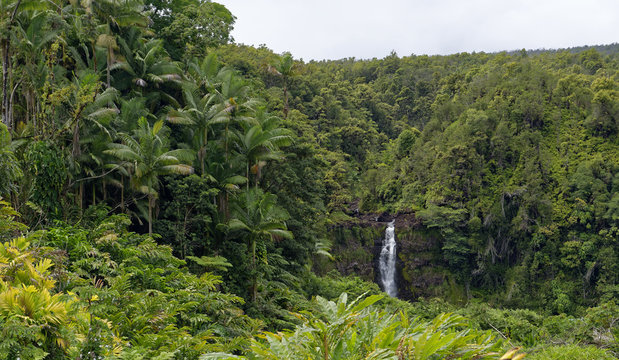 Iconic Akaka Falls waterfall near Hilo, Hawaii, U.S.A.