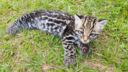 Naklejka premium Ocelote
