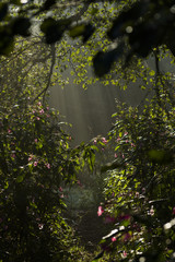 Sunrays reaching through the trees in the morning