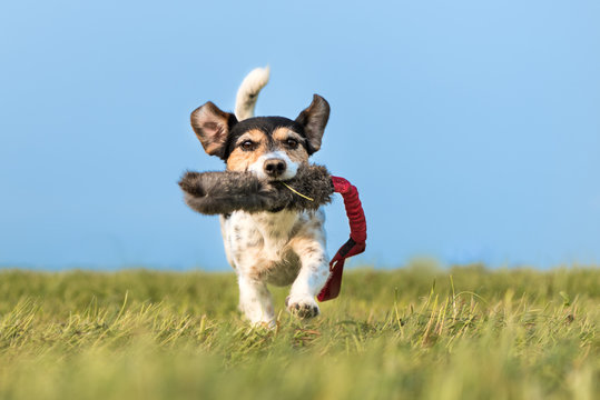 Tricolor Jack Russell Terrier 8 years - hair broken - small cute hunting dog running fast with a toy in his mouth over a meadow and plays - perspective from below on ground level - background blue sky