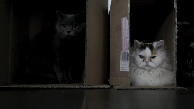 Zwei Katzen, links Britisch Kurzhaar, rechts Selkirk Rex in Kartons nebeneinander, Video HD 1080