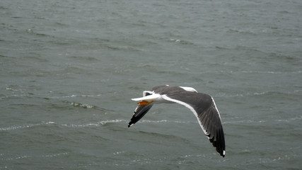 Gabbiani in volo sul Mare del Nord