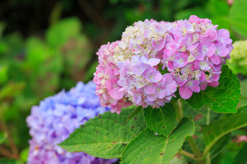 Hydrangea flowers in garden