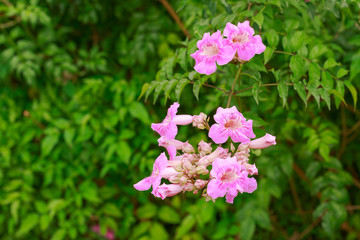 pink flower in garden